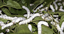 Seidenspinnerraupen auf Maulbeerblättern