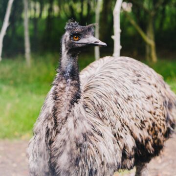 Emu-Öl